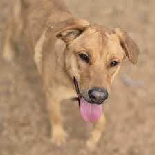 JeevSahara Foundation main dog shelter in New Delhi